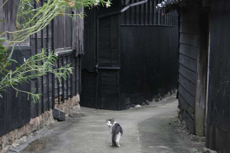 佐久島 ねことじいちゃんに登場した猫