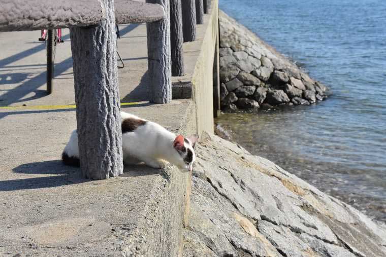 佐久島 野良猫