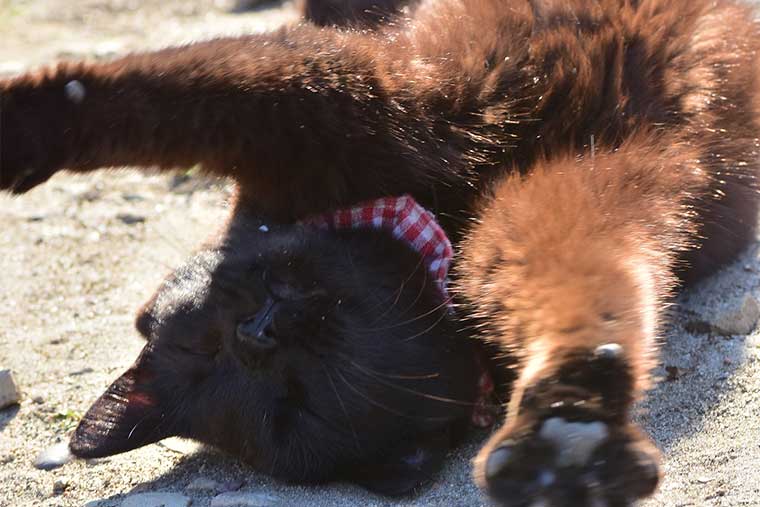 佐久島 猫のハナちゃん