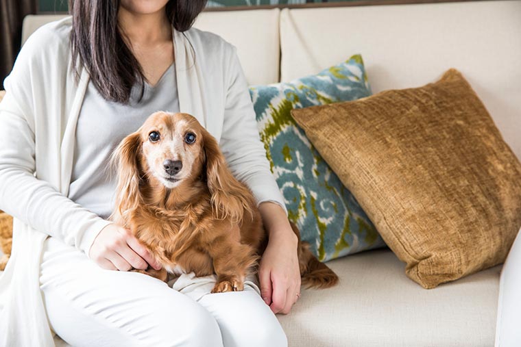 ペットとの旅行に 愛犬と一緒にシェラトン グランデ トーキョーベイ ホテルへ行こう 楽天トラベル