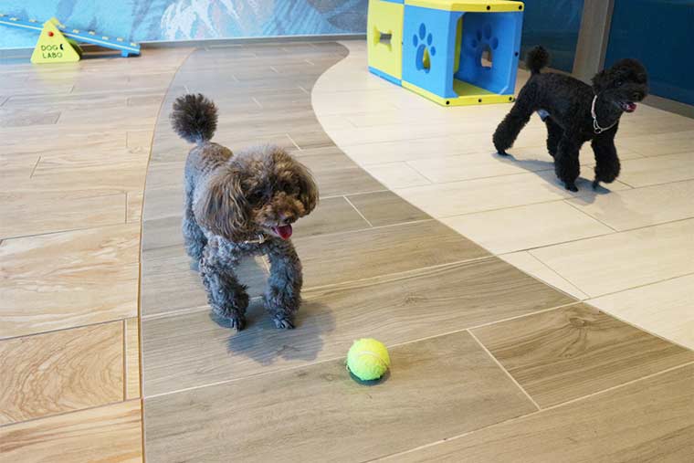 dogrun