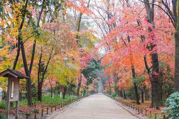 糺の森の紅葉