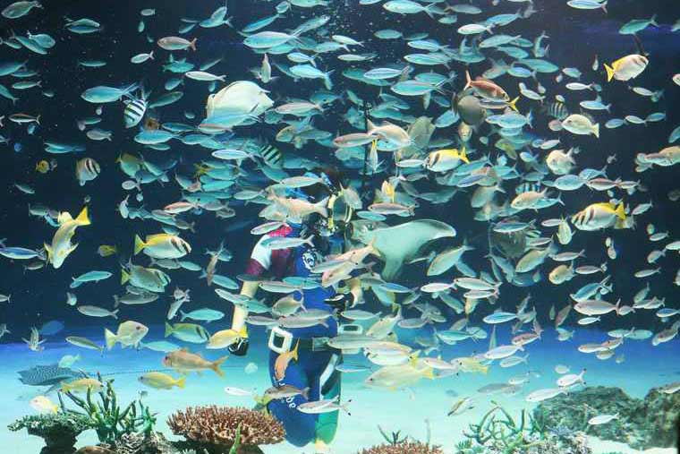 サンシャイン水族館 「サンシャインラグーン」 水中パフォーマンス