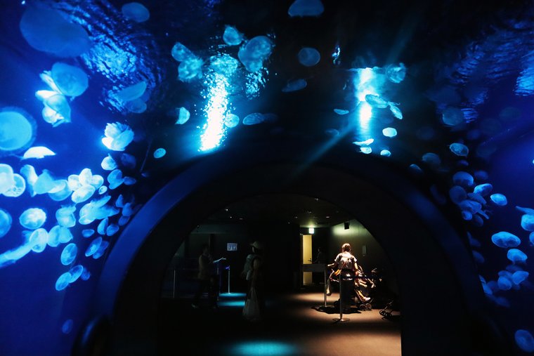 サンシャイン水族館 大海の旅 クラゲ展示「ふわりうむ」