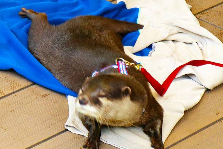 サンシャイン水族館 コツメカワウソ散歩