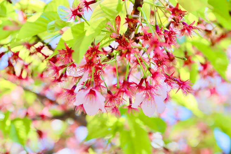 修禅寺 寒桜