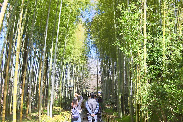 竹林の小径