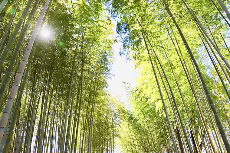 竹林の小径
