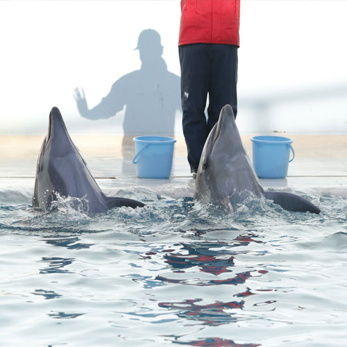 高松花樹海温泉