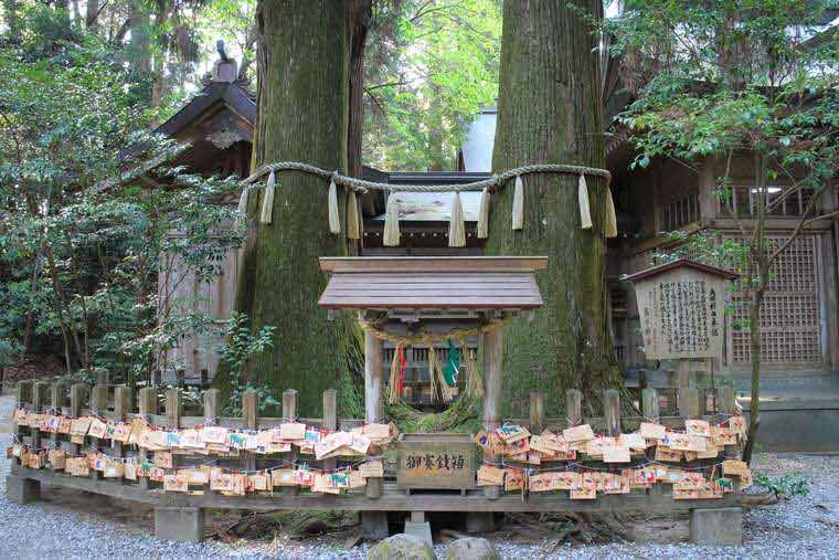 高千穂神社 夫婦杉