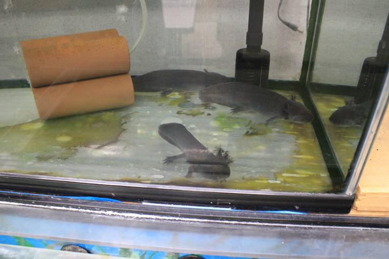 高千穂 淡水魚水族館