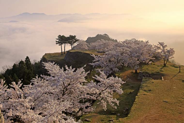 竹田城 雲海 桜