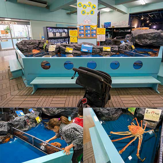 竹島水族館 タッチプール