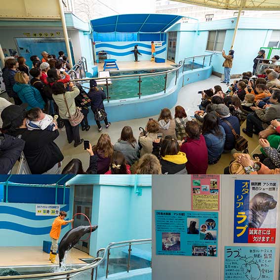 竹島水族館 アシカショー
