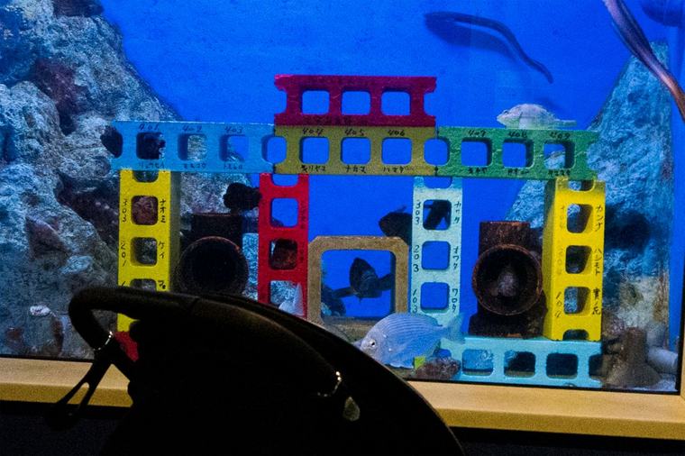 竹島水族館 カサゴとイタチウオの水槽