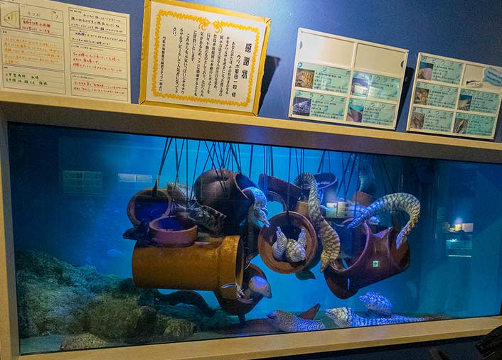 竹島水族館 ウツボの水槽