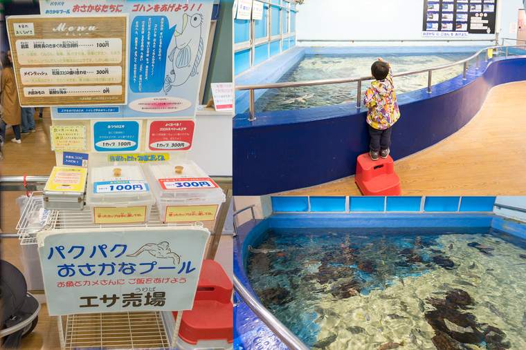 竹島水族館 パクパクお魚プール