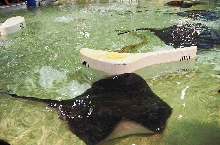 室内型のふれあい体験水槽ではサメとエイに直接タッチ