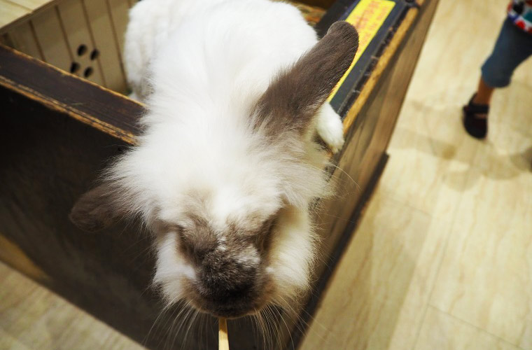 天保山アニパのふれあいゾーンには、うさぎやモルモットがいっぱい