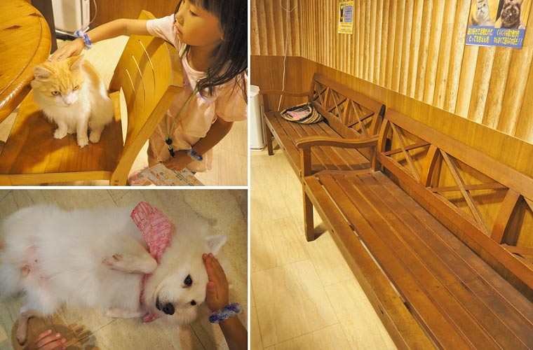 天保山アニパのペットゾーンには様々な種類の犬と猫が