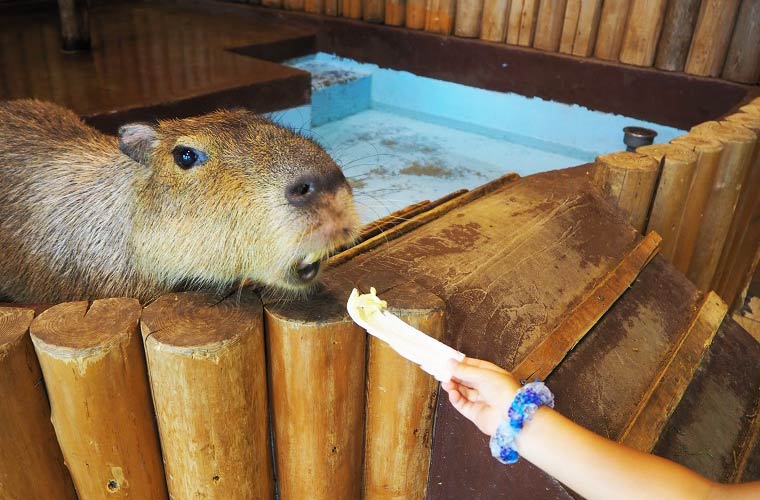 ジャングルゾーンではアルパカにおやつをあげられる