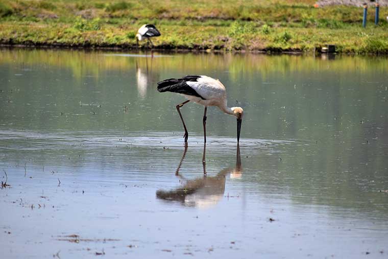 コウノトリが舞う空 いのちを育む兵庫県豊岡市の挑戦