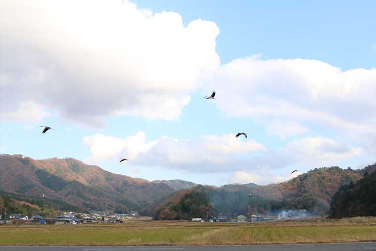 コウノトリが舞う空 いのちを育む兵庫県豊岡市の挑戦