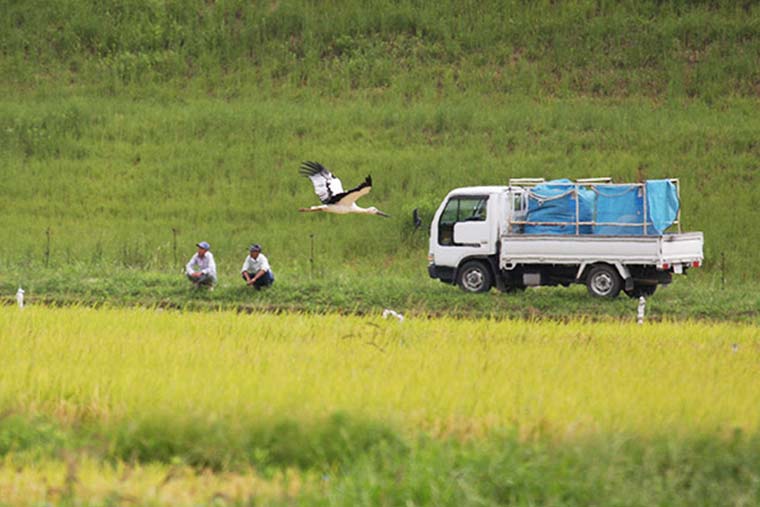 コウノトリが舞う空 いのちを育む兵庫県豊岡市の挑戦