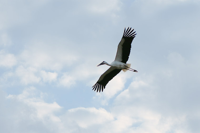 コウノトリが舞う空 いのちを育む兵庫県豊岡市の挑戦