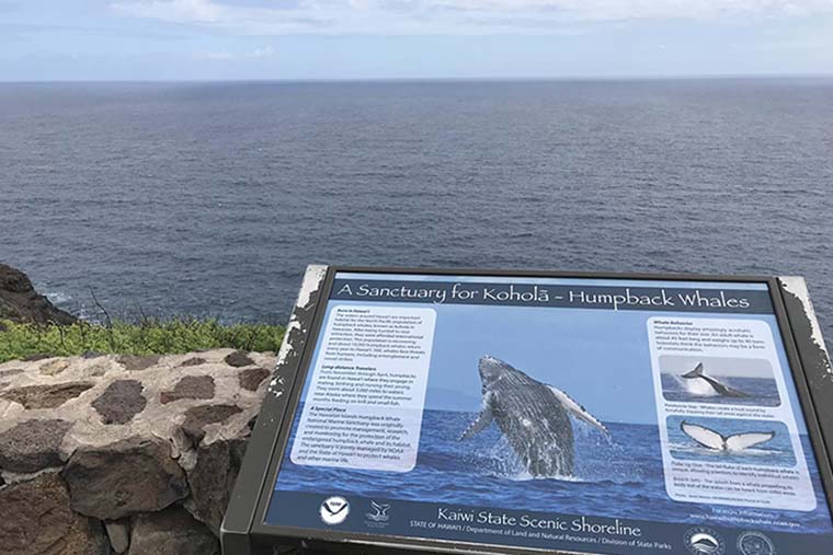 マカプウ岬 ザトウクジラ