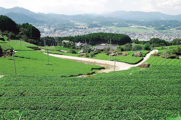 嬉野の茶畑