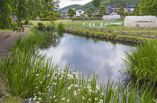 忍野八海 菖蒲池