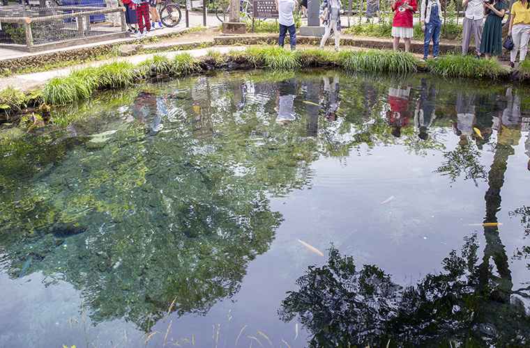 忍野八海 湧池(わくいけ)
