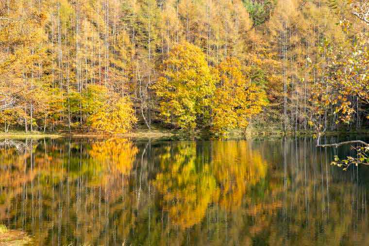 白樺湖より 横谷渓谷の秋の紅葉のお知らせ 公式 白樺湖ホテルパイプのけむり