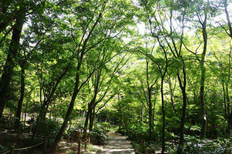 有馬温泉 紅葉の季節は瑞宝寺公園まで