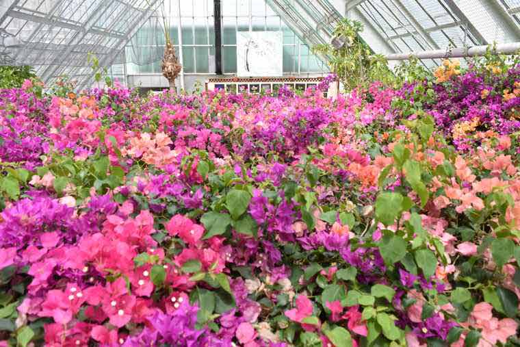 湯の川温泉 函館市熱帯植物園