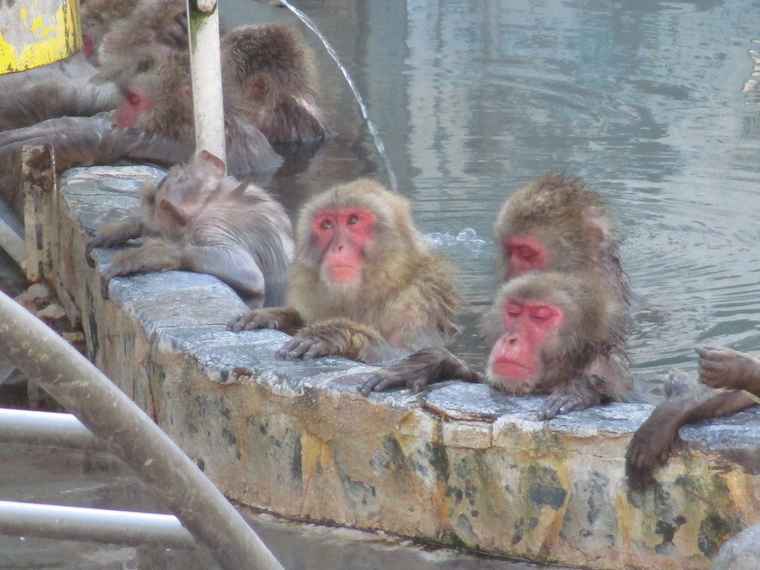 湯の川温泉 函館市熱帯植物園 温泉に入るサル