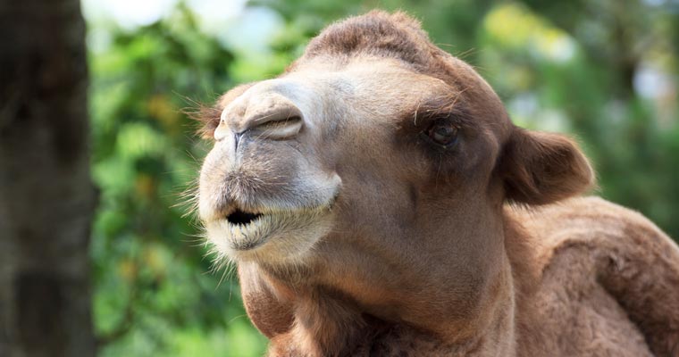 日本一の動物園は 全国の人気動物園ランキング 楽天トラベル