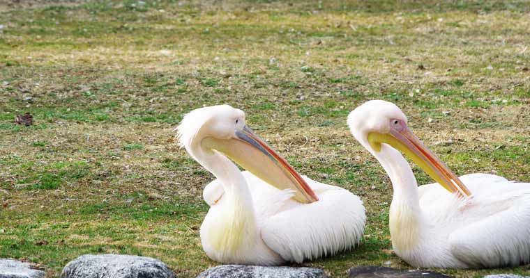 愛媛県立とべ動物園