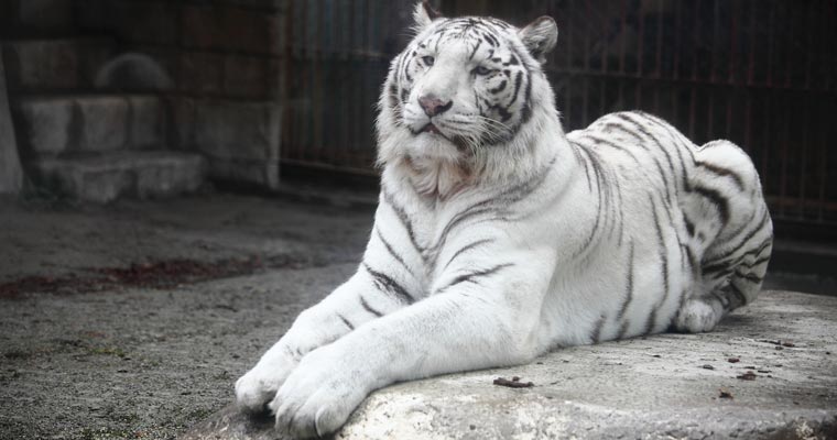 東武動物公園