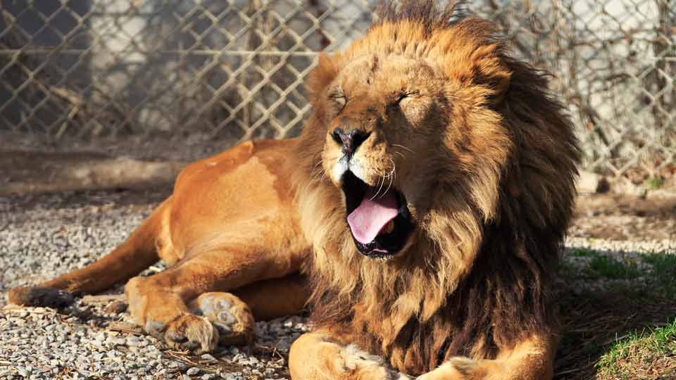 日本一の動物園は 全国の人気動物園ランキング 楽天トラベル