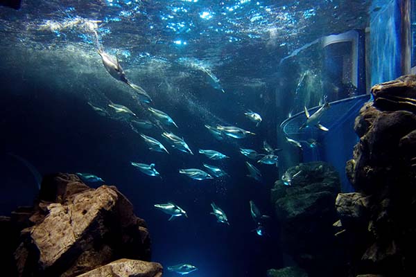 水中でのペンギンの姿をじっくり楽しむことができる