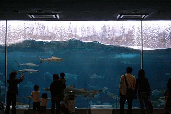 自然の荒波を再現した「波の大水槽」