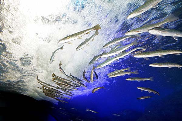 冬は凍り、夏は激流という厳しい環境