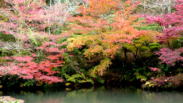 武雄温泉の逆さ紅葉が幻想的! 佐賀県