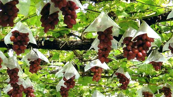 食×紅葉の満喫旅行に注目!新潟県