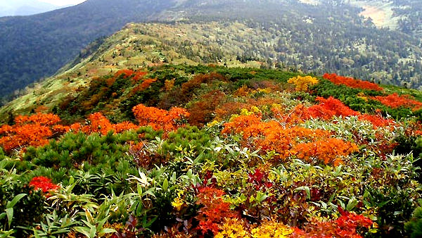 紅葉ドライブがおすすめ!岩手県