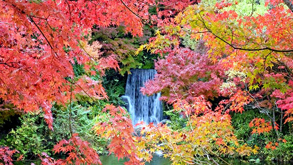 都会でも紅葉が楽しめちゃう!大阪府