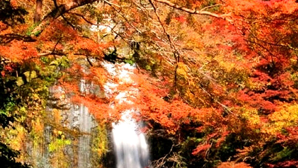 都会でも紅葉が楽しめちゃう!大阪府