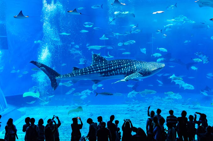 沖縄美ら海水族館